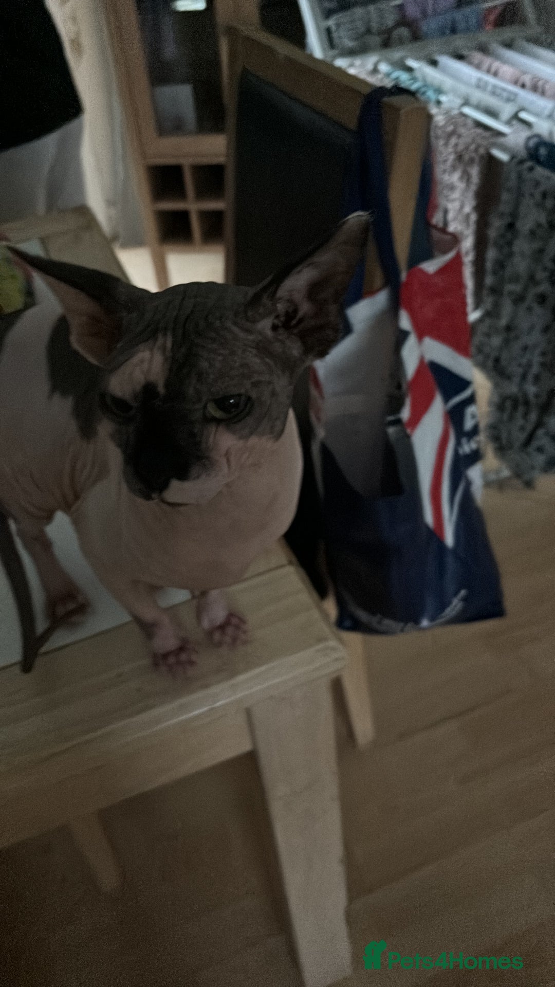 Sphynx cats for sale: 4 year old male sphynx  - Image 2