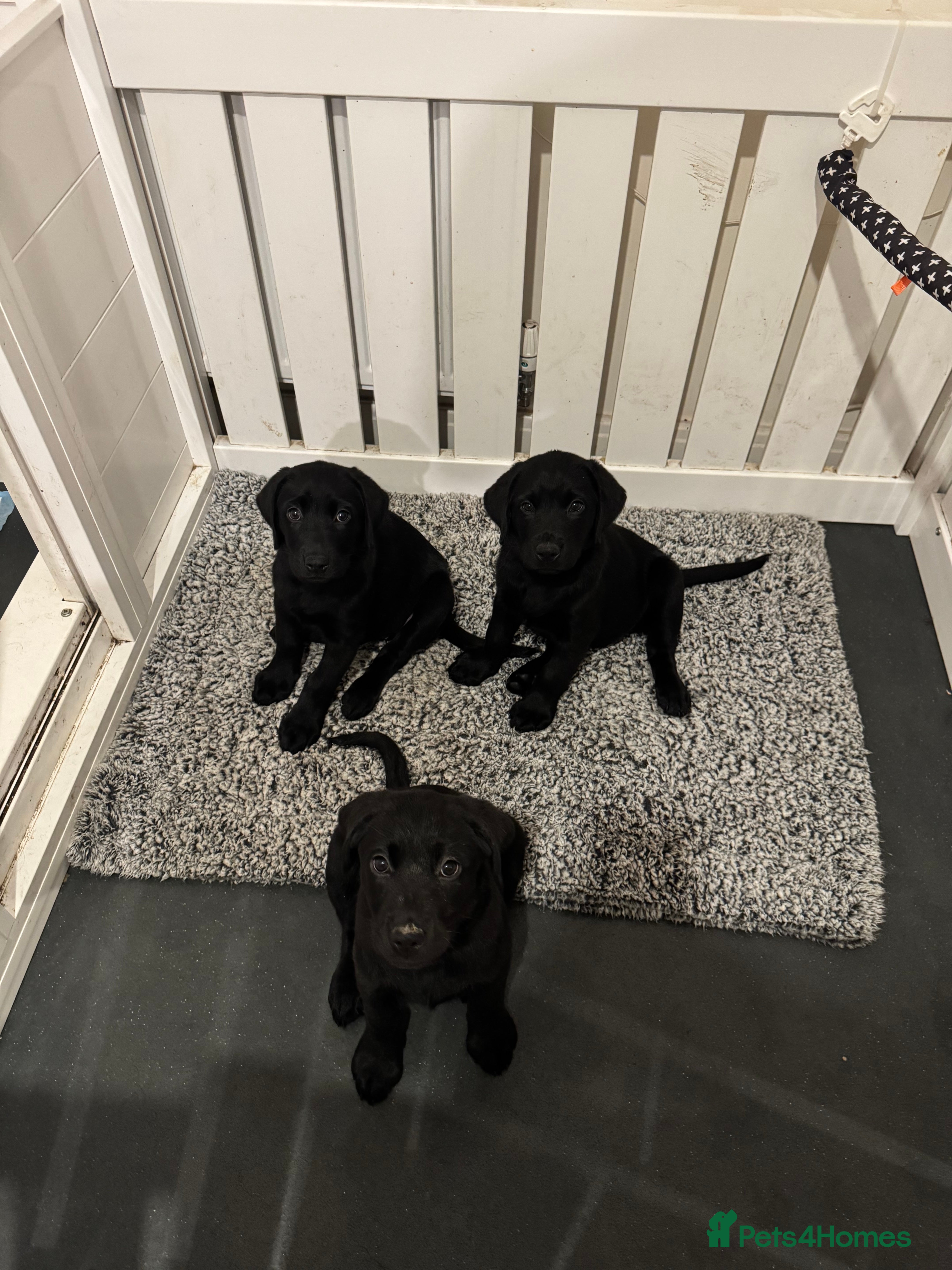 Labrador Retriever dogs 3 black females Labrador Retrievers - licensed  - Advert 6