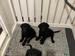 Labrador Retriever dogs 3 black females Labrador Retrievers - licensed - Advert 6