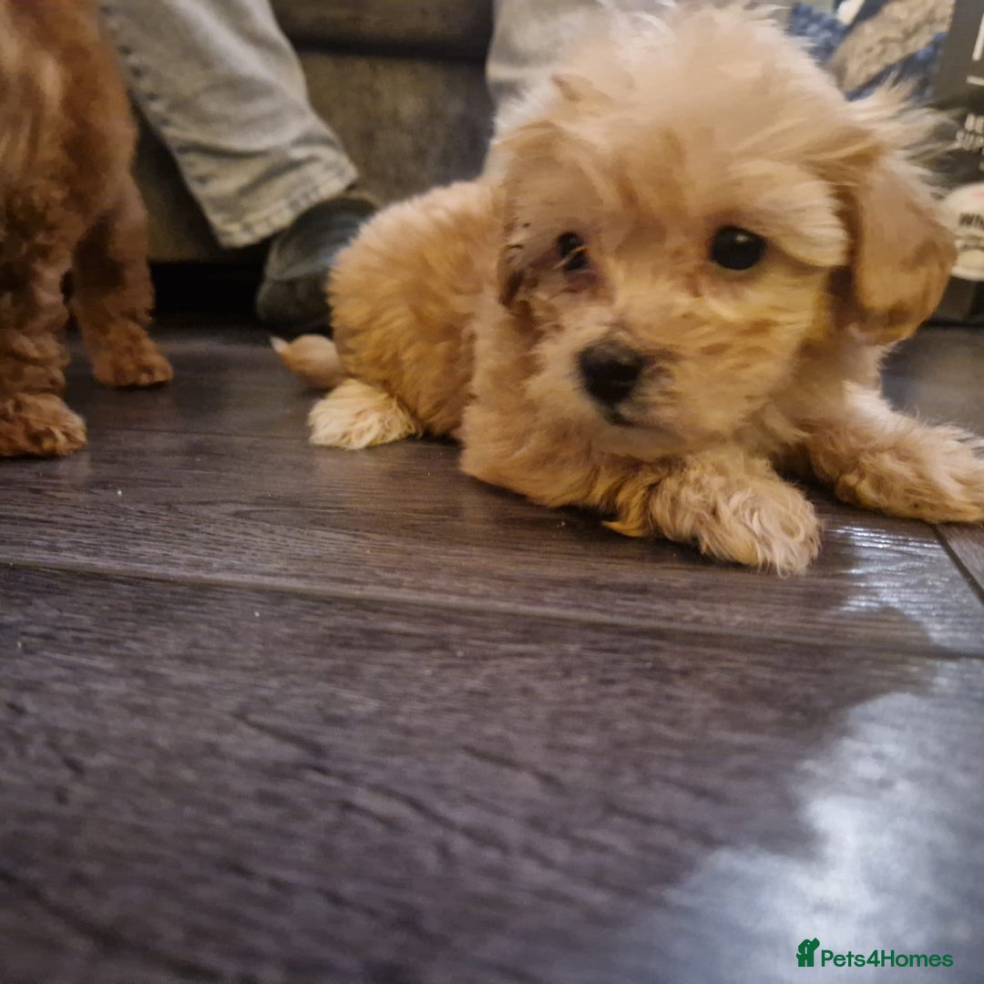 Maltipoo dogs for sale: Lady's litter  - Advert 7