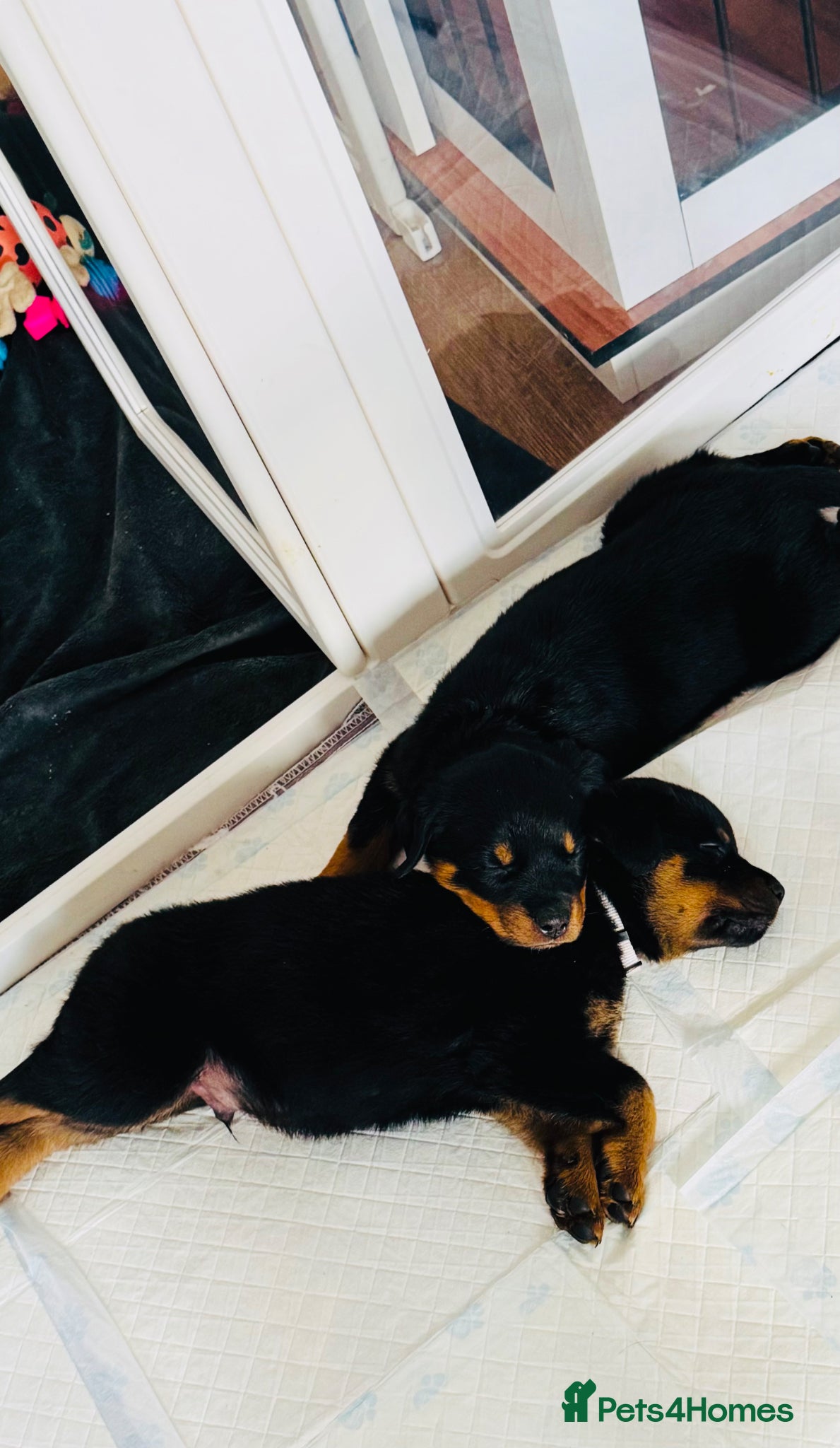 Rottweiler dogs for sale: Pedigree Rottweiler puppies for sale - Advert 9