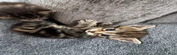 Bengal cats for sale: Bengal x Maine Coon Kittens - Advert 11