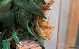 Gecko reptiles for sale: Beautiful Female Crested Geckos    - Image 19