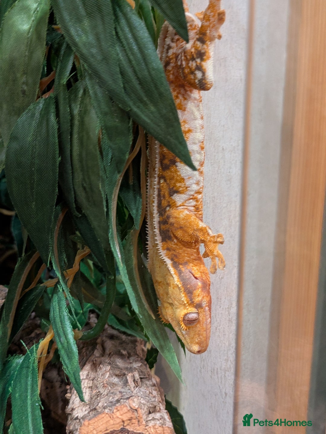 Gecko reptiles for sale: Beautiful Female Crested Geckos    - Image 19