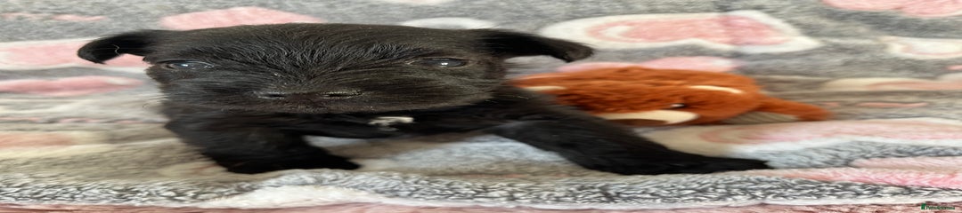 Midnight Max Monsoon 