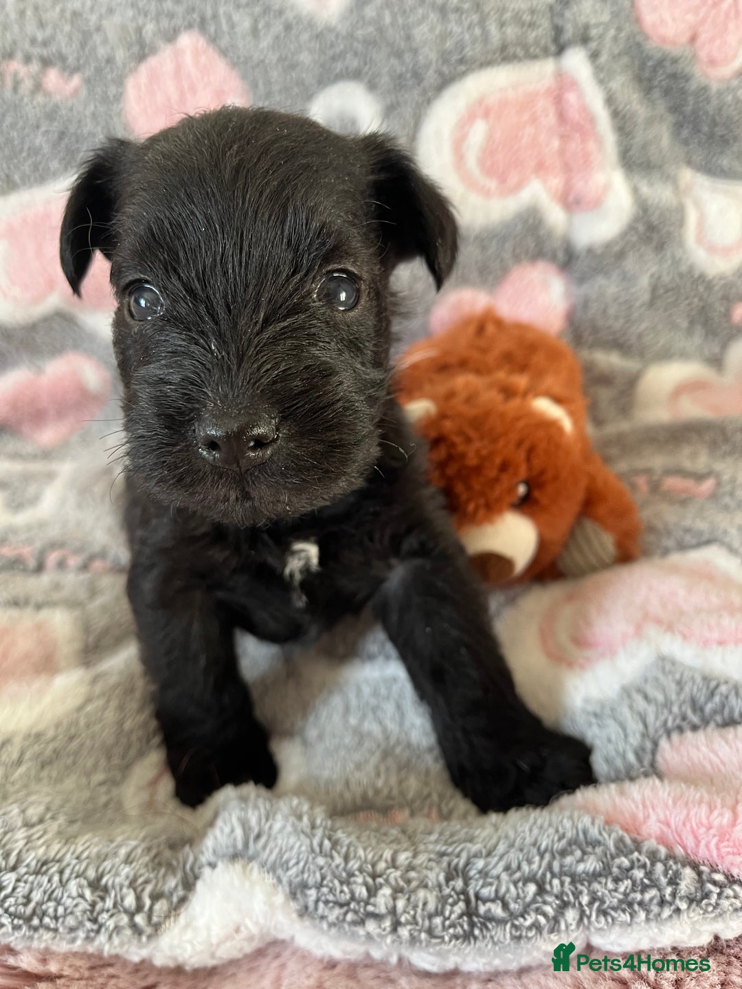 Miniature Schnauzer dogs for sale: Beautiful KC miniature Schnauzers  - Advert 33