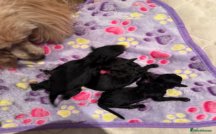 Toy Poodle dogs - Advert 4