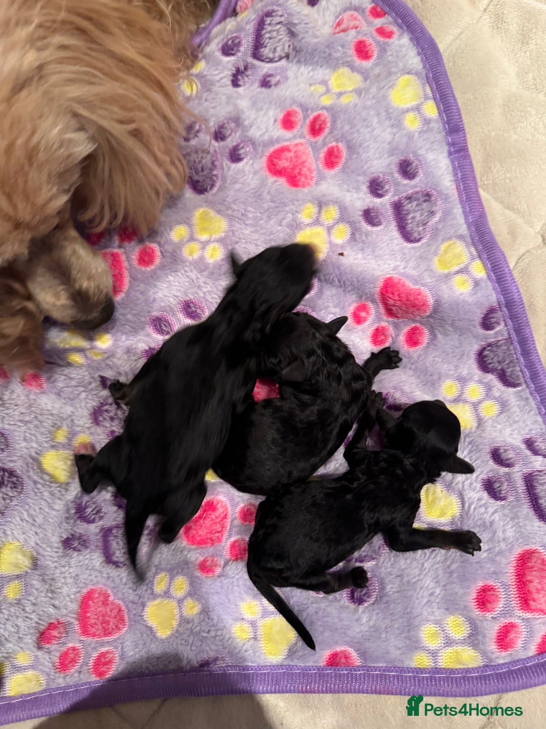 Toy Poodle dogs for sale: 3x Toy Poodle Pups - Image 1