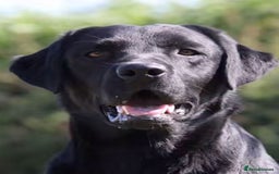 Labrador Retriever dogs for sale: WORMAGS KC REGISTERED LAST LABRADOR PUPPY - Image 23