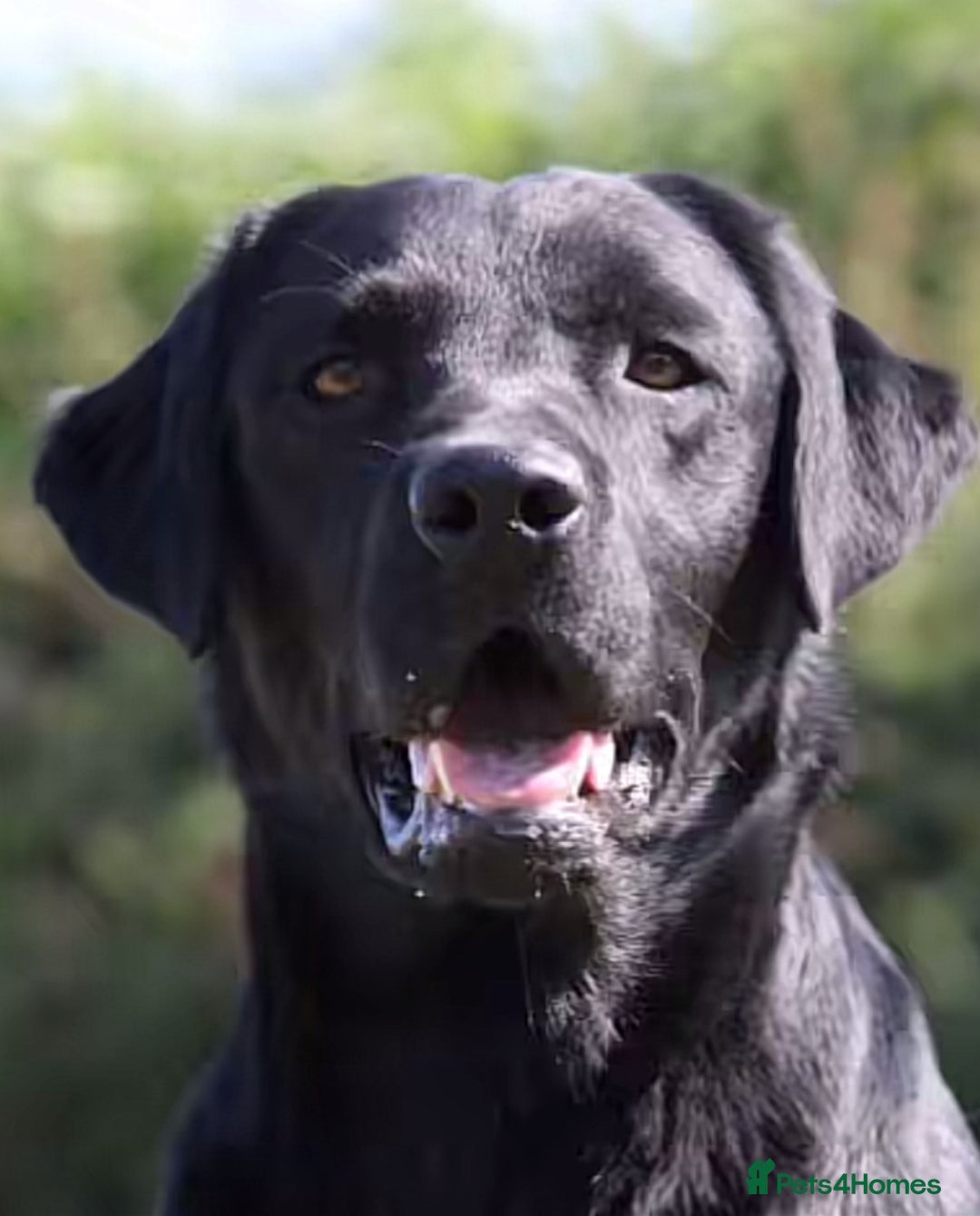 Labrador Retriever dogs for sale: WORMAGS KC REGISTERED LAST LABRADOR PUPPY - Image 23