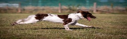 English Springer Spaniel dogs for sale: Gorgeous English Springer Spaniel needs new home - Advert 6