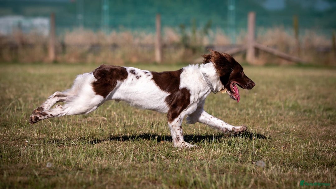 English Springer Spaniel dogs for sale: Gorgeous English Springer Spaniel needs new home - Advert 6