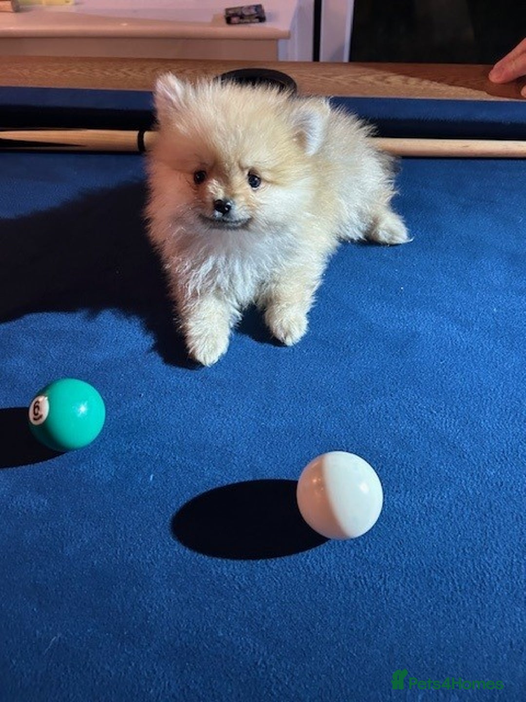 Pomeranian dogs for sale: Tiny Pomeranian Puppies - Advert 22