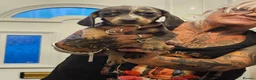 Dachshund dogs for sale: Miniture Dashounds - Advert 5