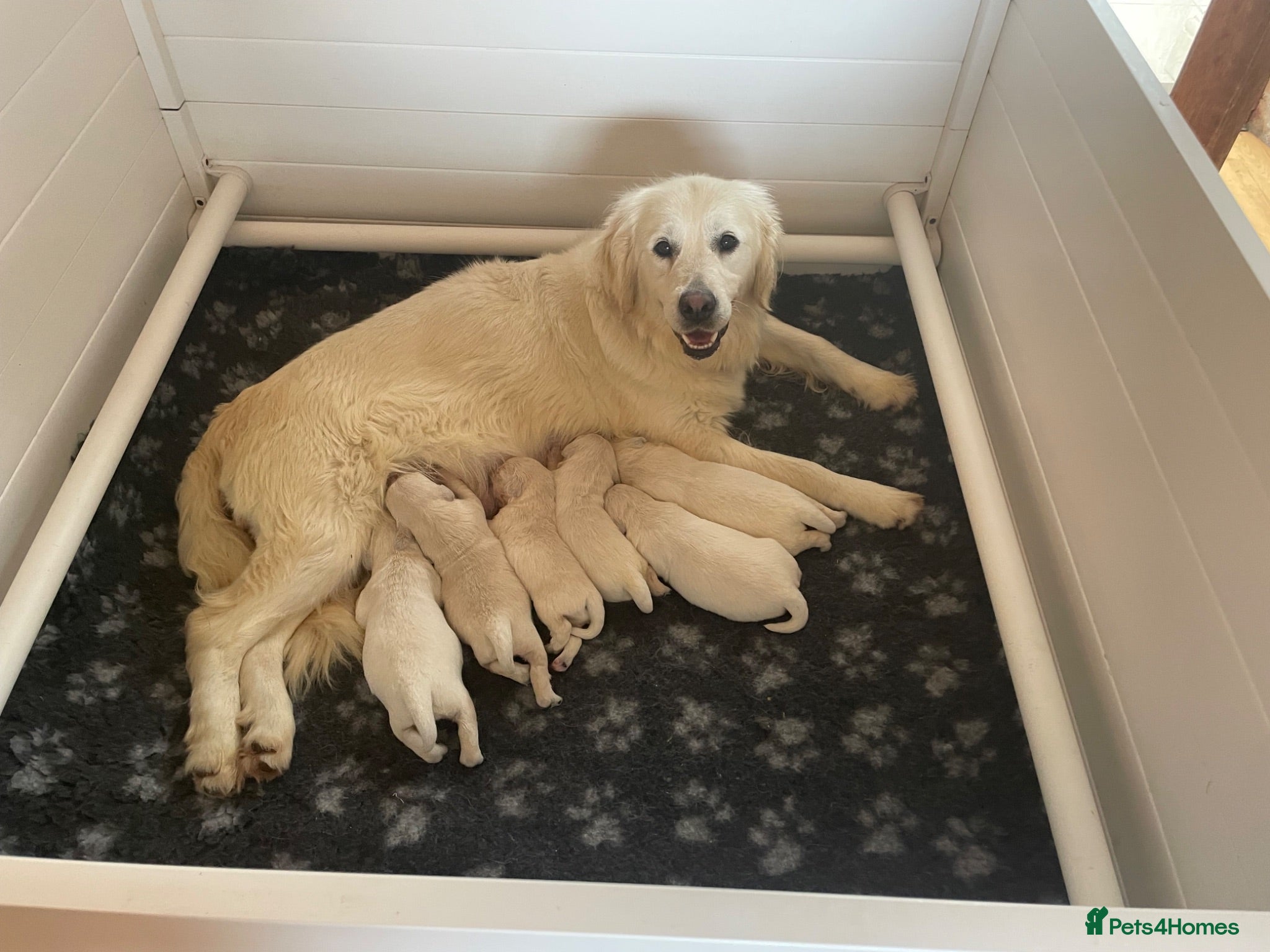 Golden Retriever dogs Wonderful Golden retriever puppies  - Advert 1