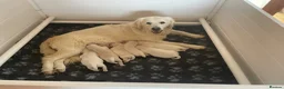 Golden Retriever dogs for sale: Wonderful Golden retriever puppies  - Advert 1