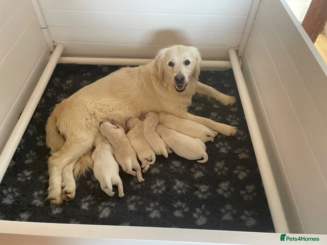 Golden Retriever dogs for sale: Wonderful Golden retriever puppies  - Advert 1
