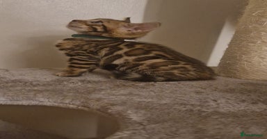 Bengal cats - Advert 4