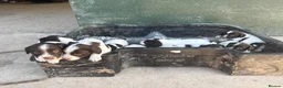 English Springer Spaniel dogs for sale: English Springer Spaniel Puppies - Advert 10