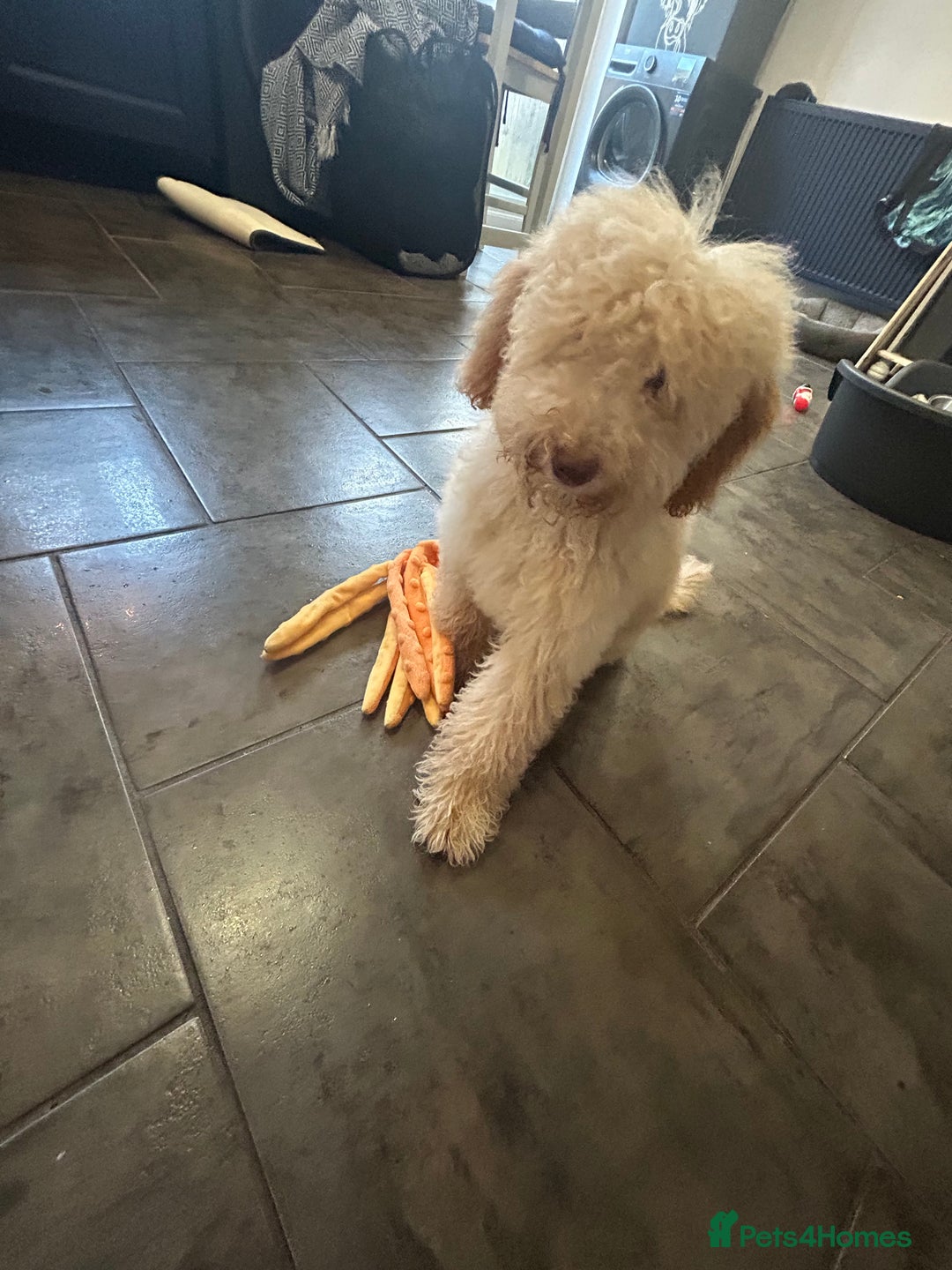 Mixed Breed dogs for sale: Miniature Poodle Female Pup  - Advert 8