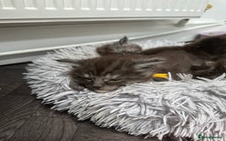Maine Coon cats for sale: XXL Maine Coon Kittens Double TICA Champion lines  - Image 9