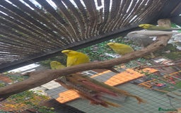 Budgerigars birds for sale: Budgies&cocktails  - Image 3