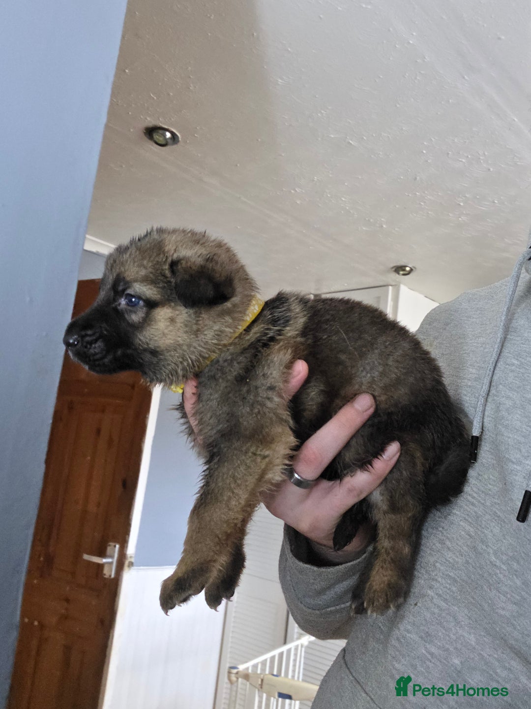 German Shepherd dogs for sale: 9 beautiful working line german shepherd puppies  - Advert 9