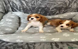 Cavalier King Charles Spaniel dogs for sale: Health tested stunning puppies - Advert 13