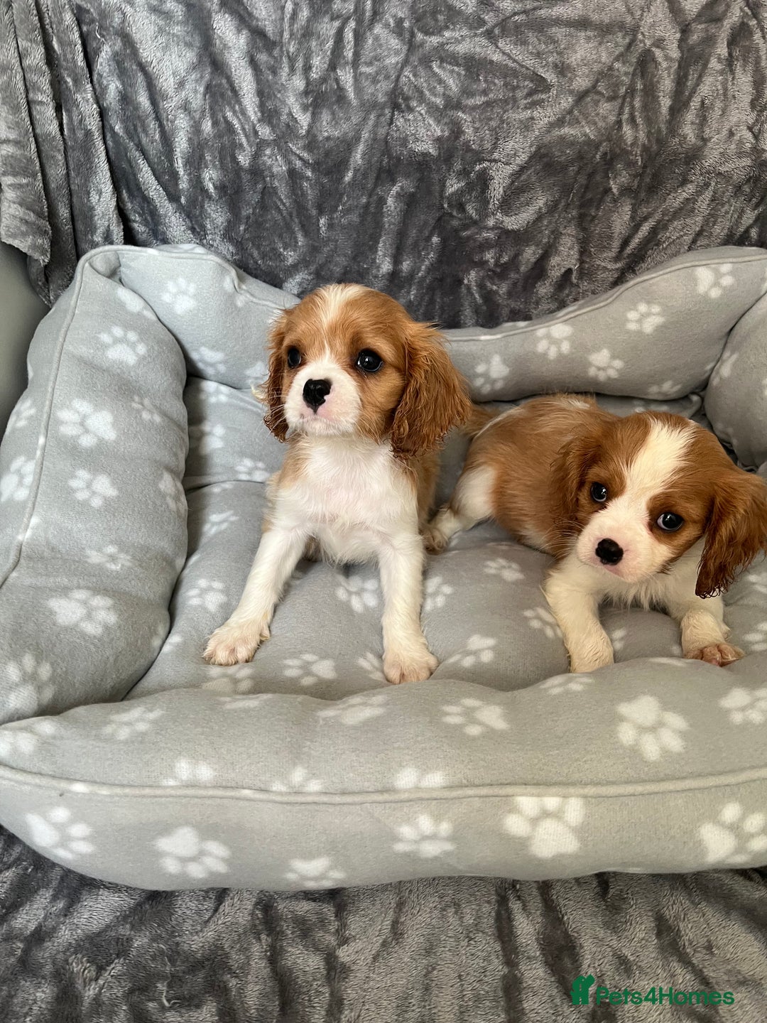 Cavalier King Charles Spaniel dogs for sale: Health tested stunning puppies - Advert 13