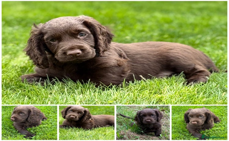 Cocker Spaniel dogs - Advert 14