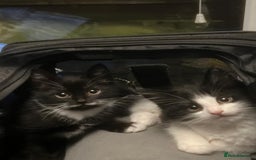 Mixed Breed cats for sale: Adorable Tuxedo Kittens Mixed with Longhair  - Image 1
