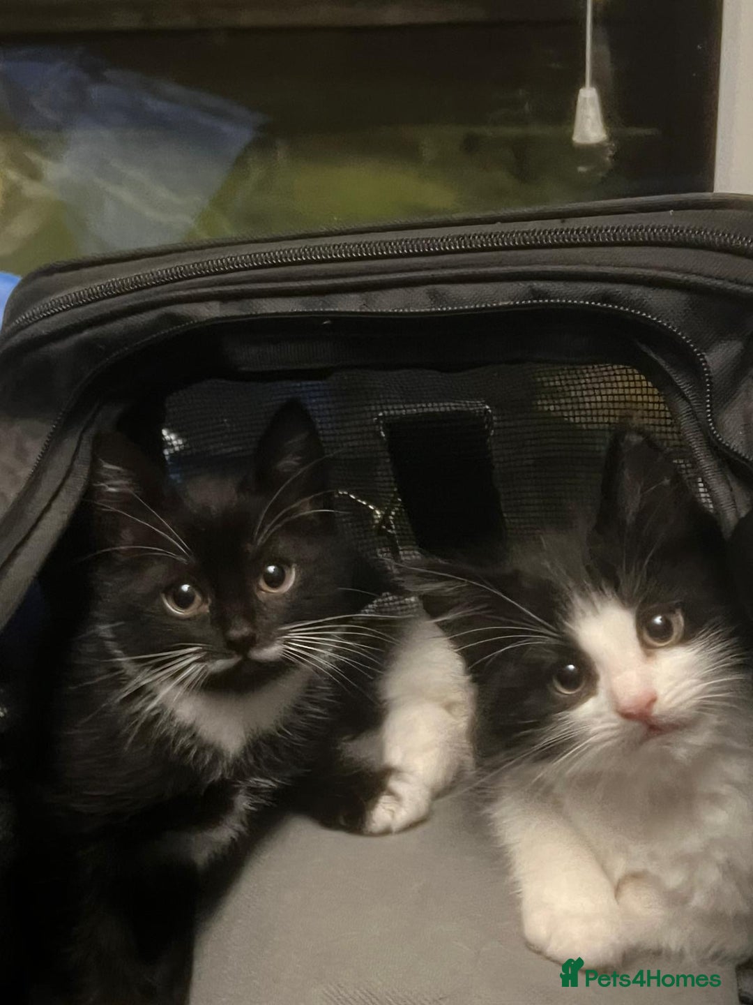 Mixed Breed cats for sale: Adorable Tuxedo Kittens Mixed with Longhair  - Image 1
