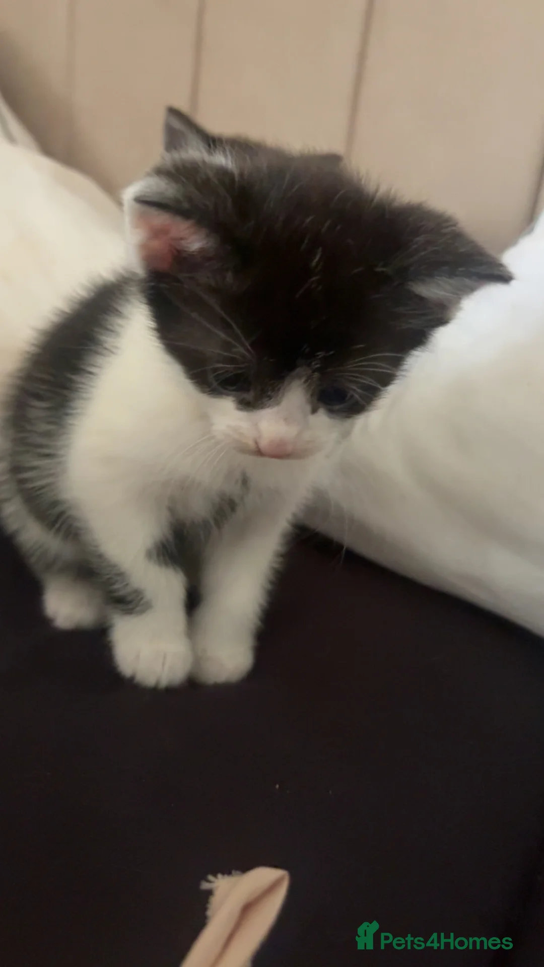 British Shorthair cats for sale: £65 gorgeous black and white short hair kittens - Advert 1