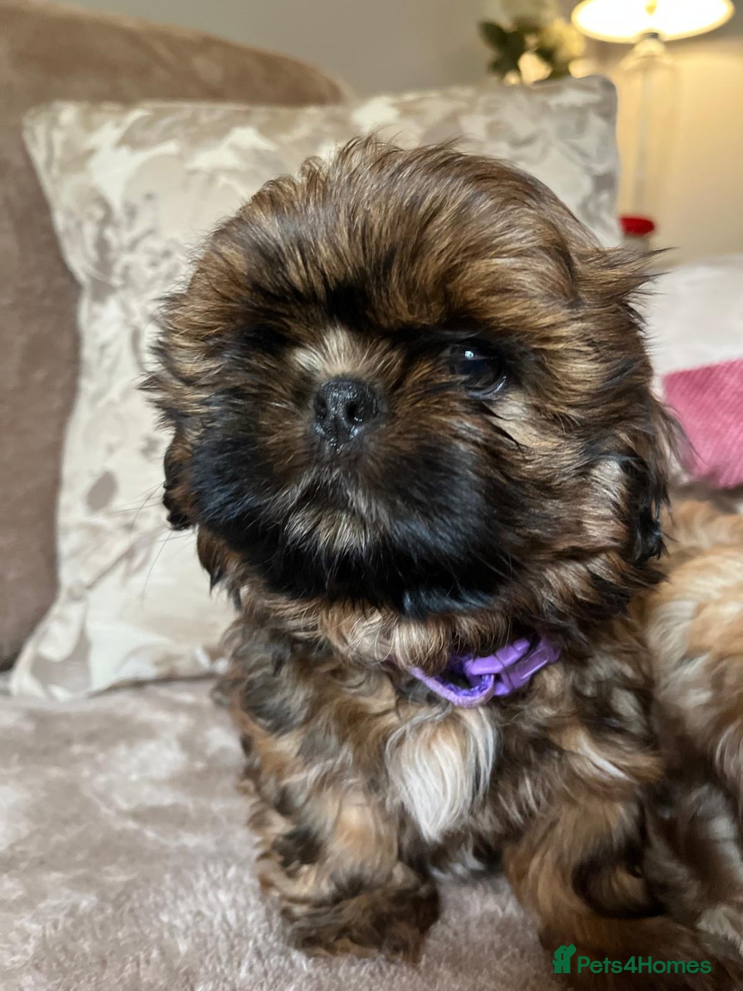 Shih Tzu dogs for sale: 2 little girls left - Image 2