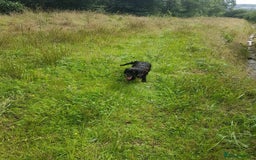 Cocker Spaniel dogs for sale: Our lovely Cocker has had her puppies - Image 12