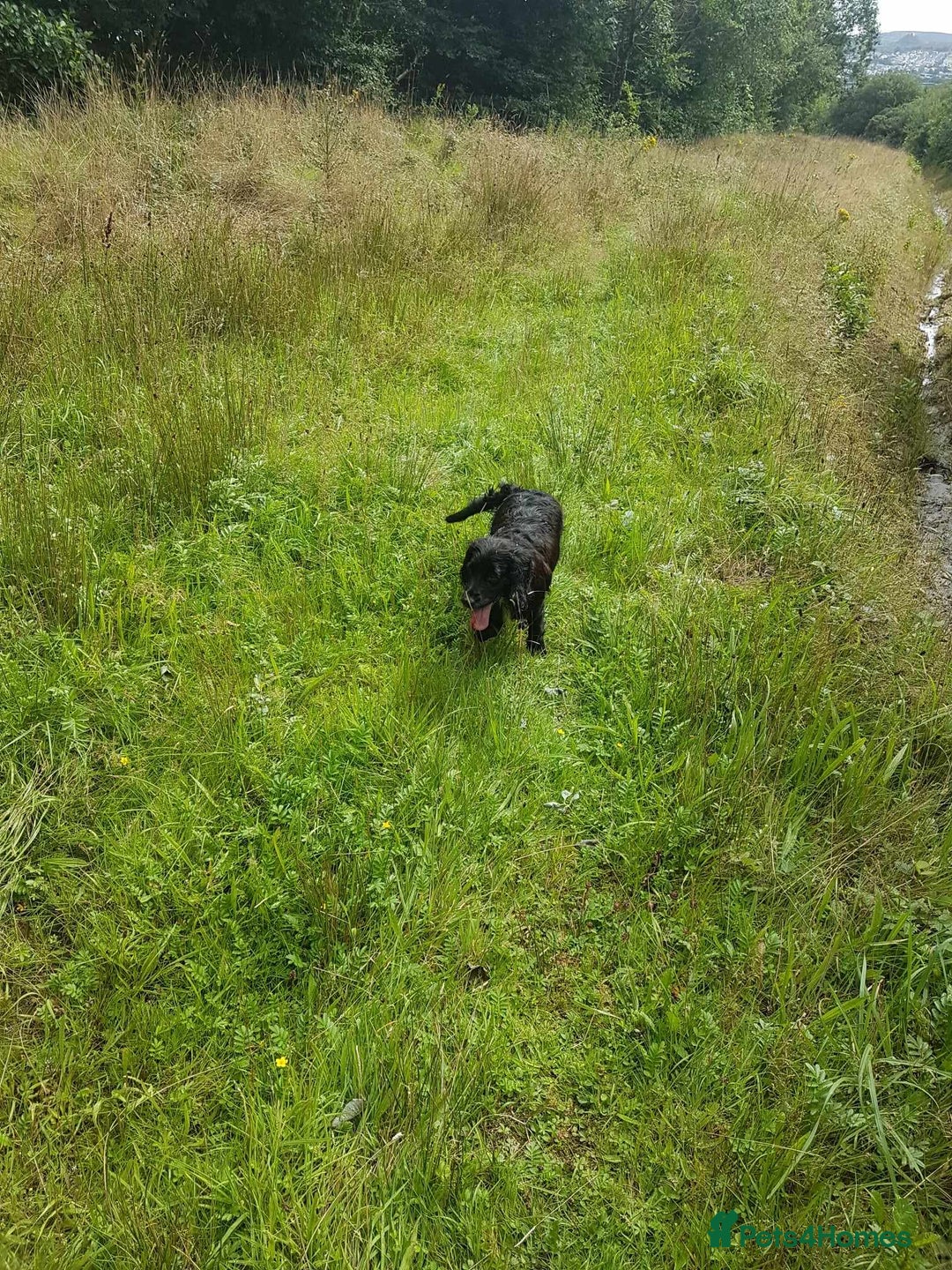 Cocker Spaniel dogs for sale: Our lovely Cocker has had her puppies - Image 12