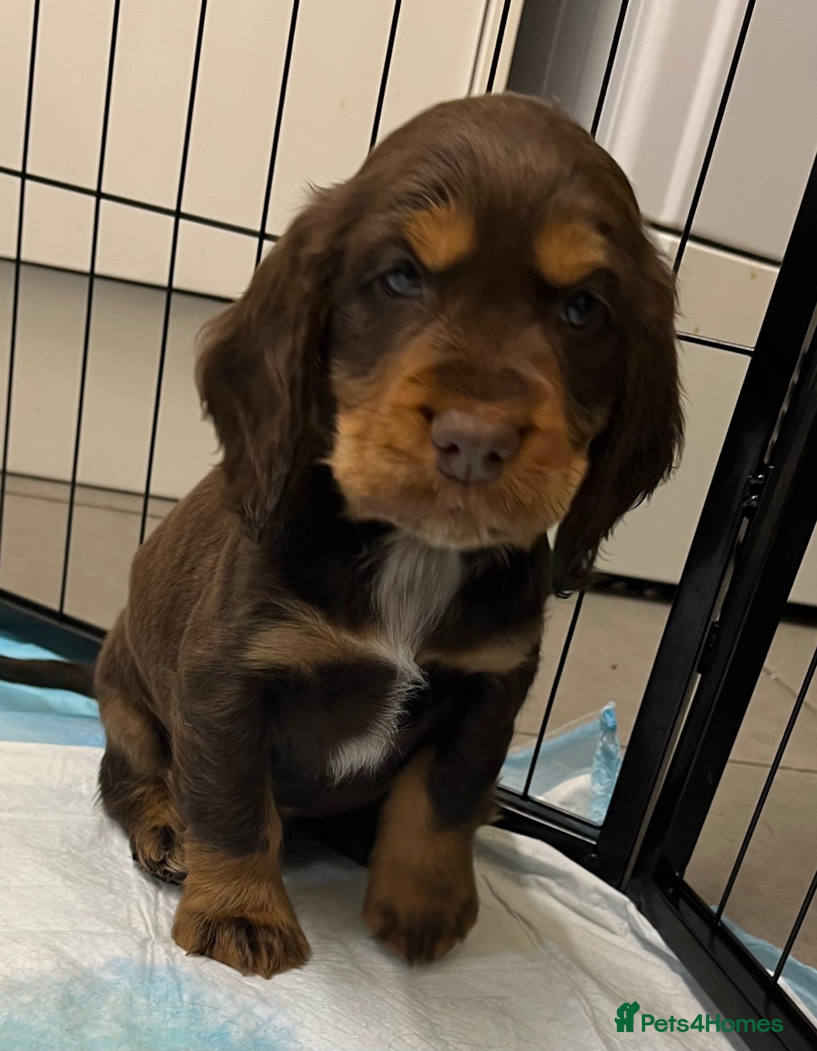 Cocker Spaniel dogs Beautiful Show Type Cocker Spaniel Puppies - Advert 1