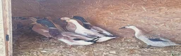 Ducks poultry for sale: Mixed welsh harlequin  - Advert 3