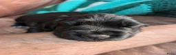 Cocker Spaniel dogs for sale: Show Cocker Pups - Advert 7