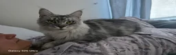 Maine Coon cats for sale: Maine coon  - Advert 2