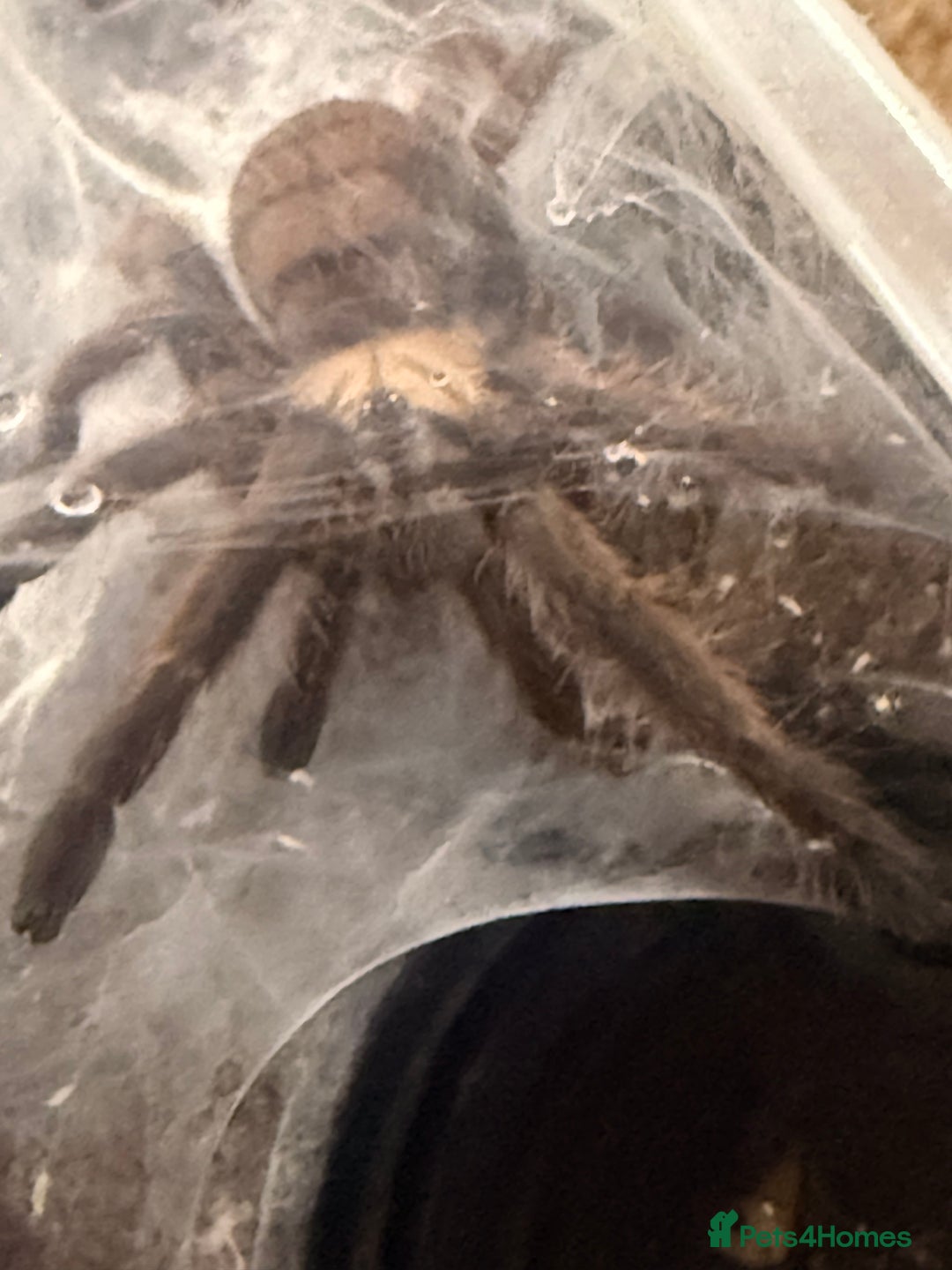 Tarantulas invertebrates for sale: 5-6cm Chilobrachys fimbriatus - tarantula  - Advert 4