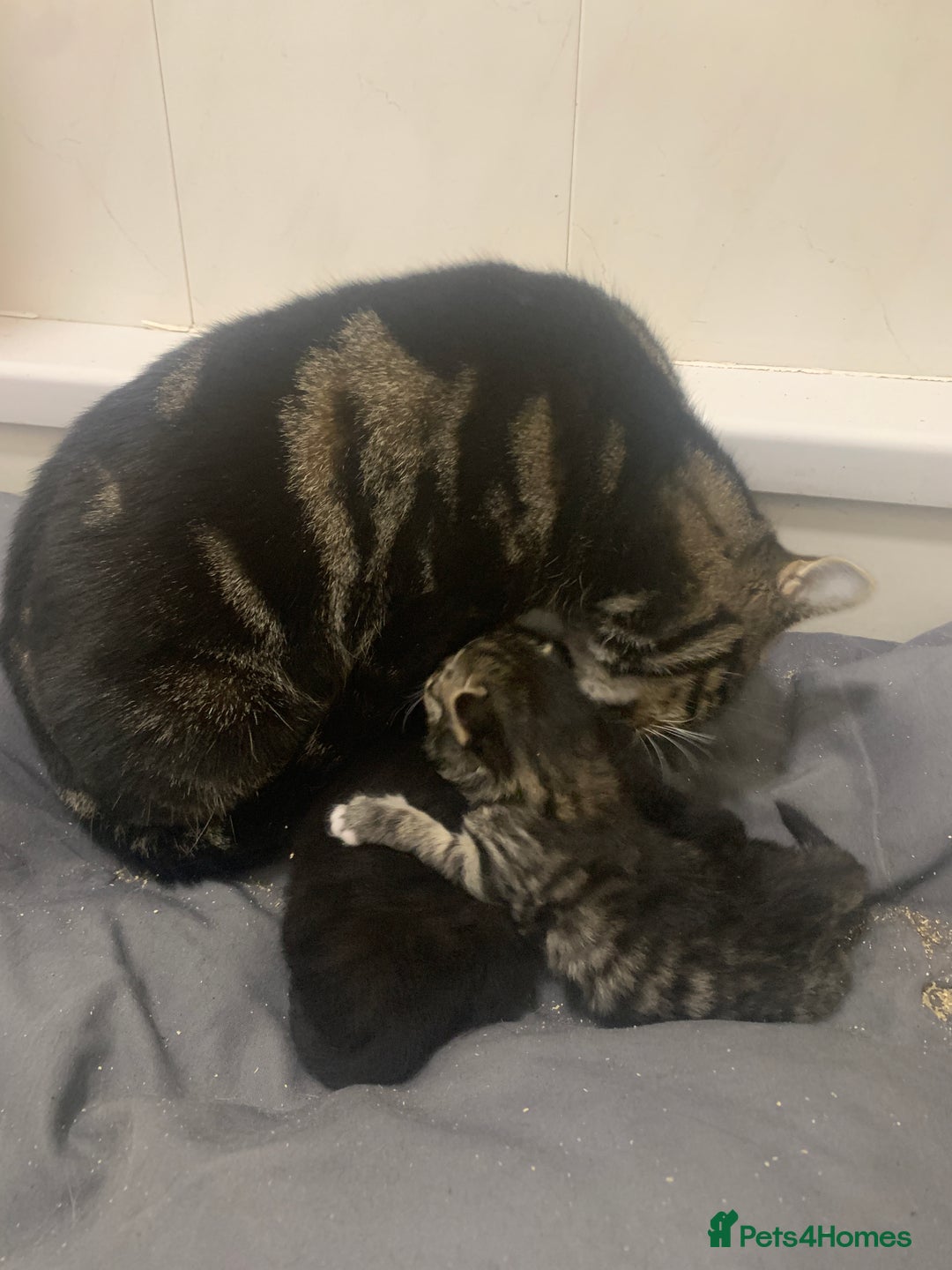 Mixed Breed cats for sale: Stunning kittens - Advert 10