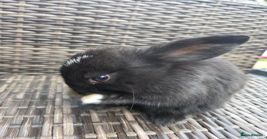 Mini Lop rabbits - Advert 14