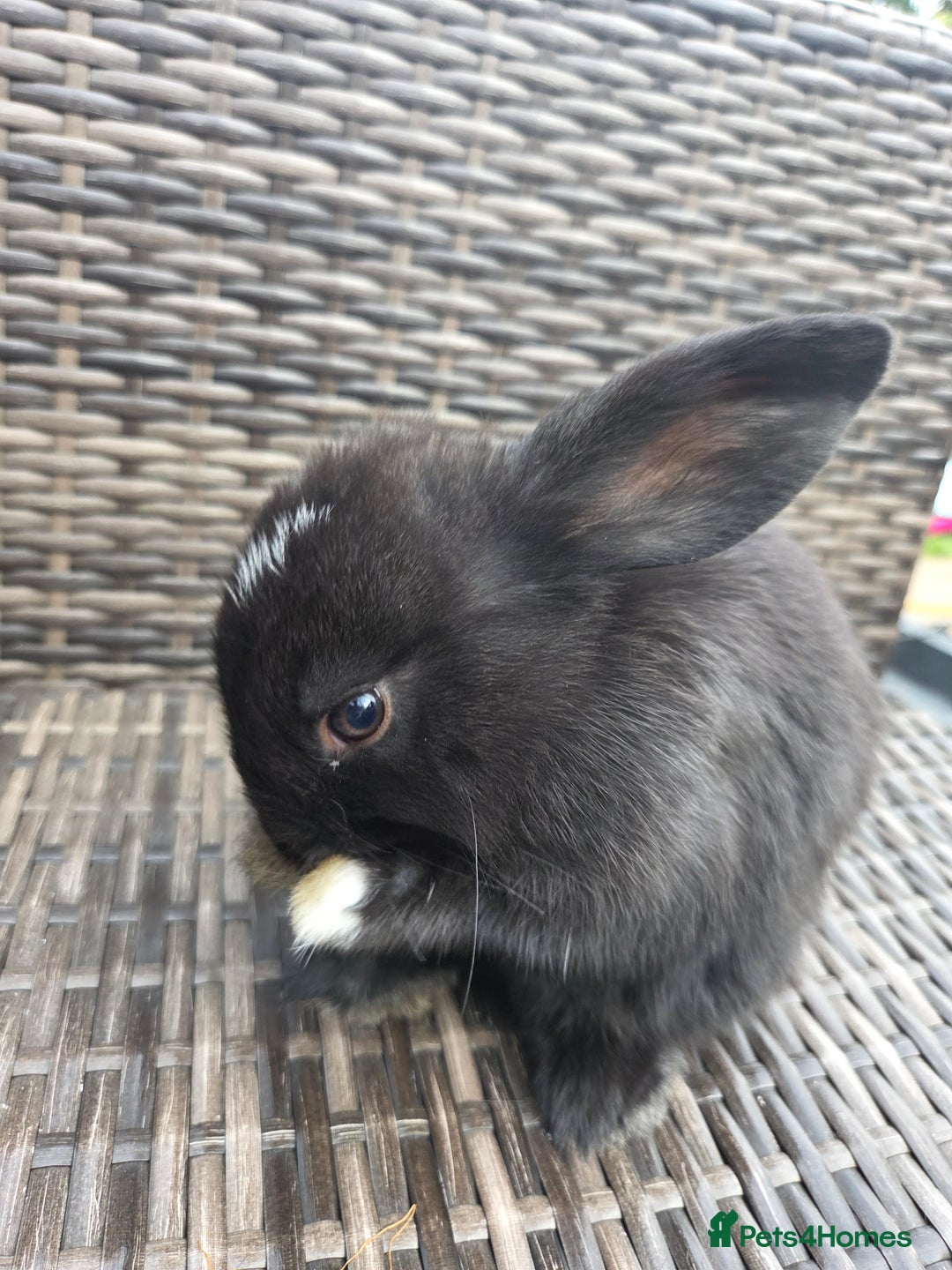 Mini Lop rabbits for sale:  The last two rabbits have been reserved Mini Lops - Image 2
