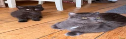 Mixed Breed cats for sale: 2 gorgeous long hair kittens ready for collection  - Advert 15