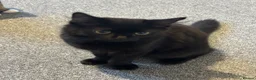 Mixed Breed cats for sale: 12 week old female black kitten  - Advert 5