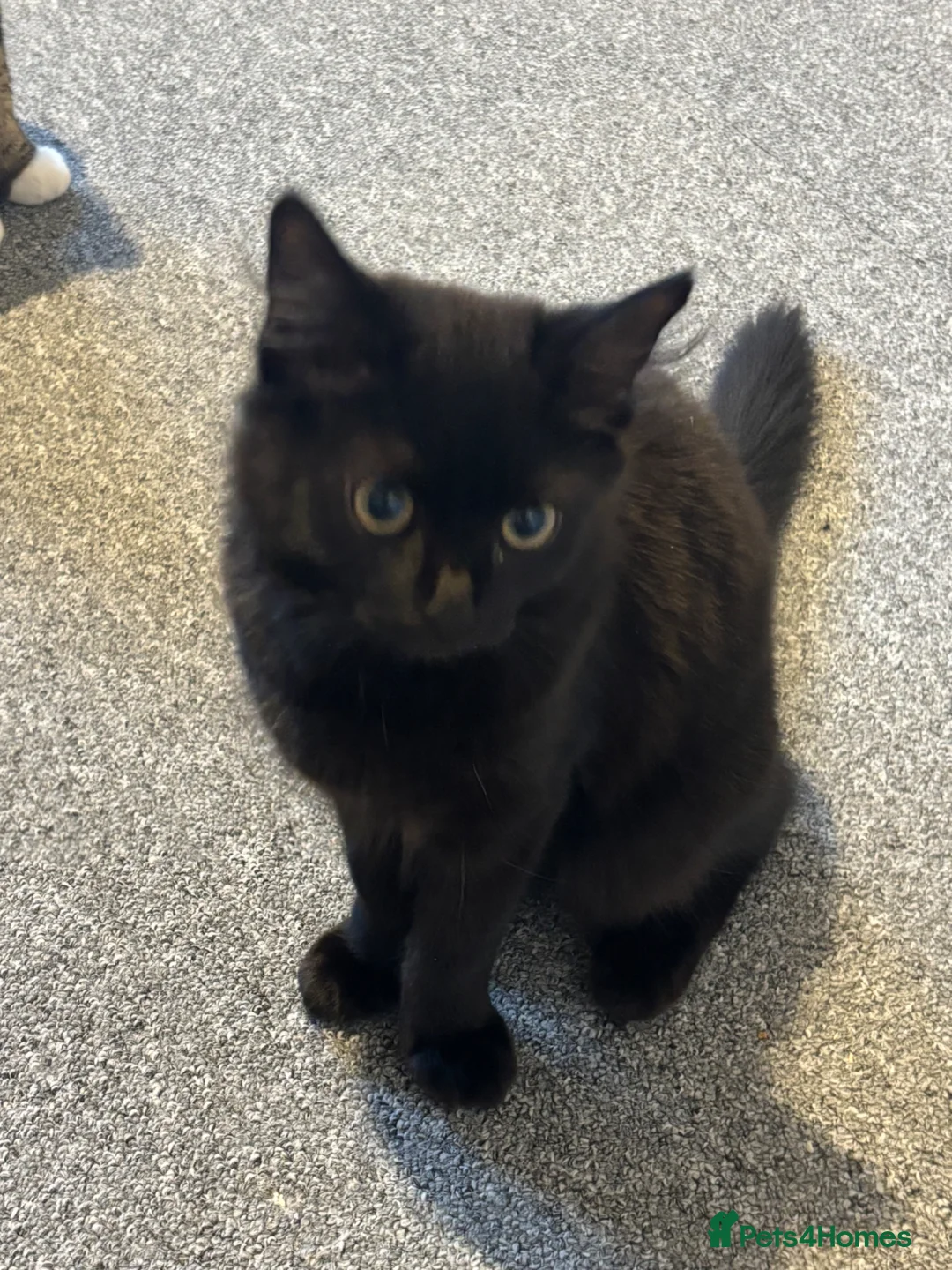 Mixed Breed cats for sale: 12 week old female black kitten  - Advert 5