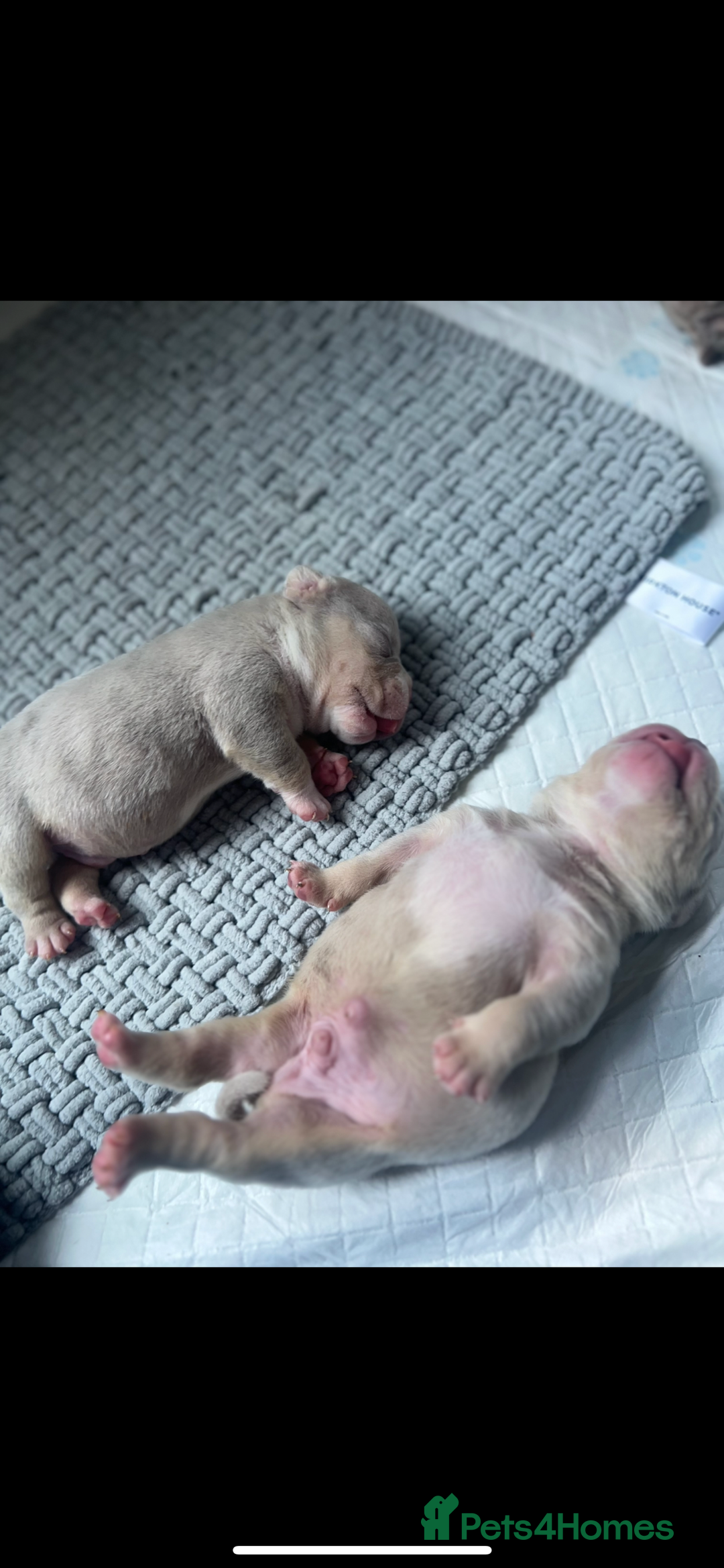American Bully dogs for sale: Top quality micro bully’s  - Image 3
