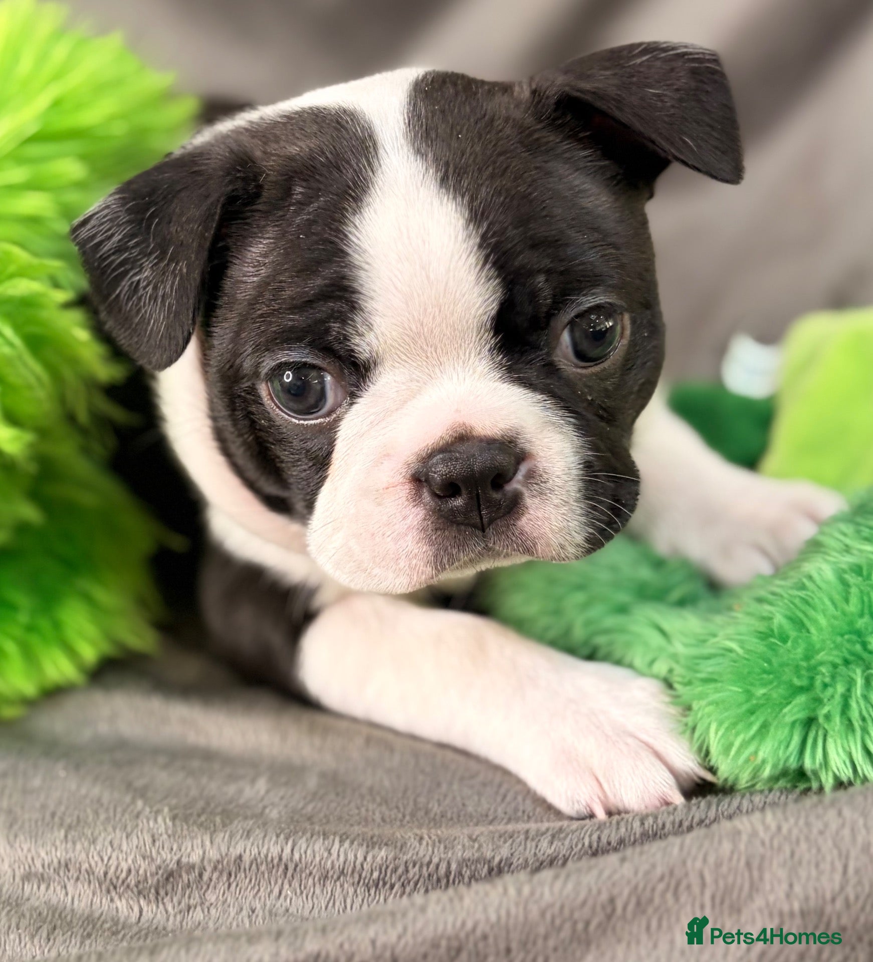 Boston Terrier dogs Bostixon KC Registered Boston Terrier Puppies - Advert 1