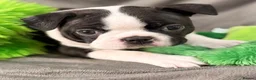 Boston Terrier dogs for sale: Bostixon KC Registered Boston Terrier Puppies - Advert 1